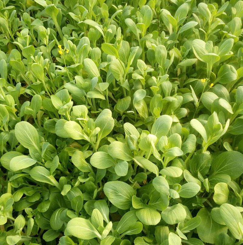 產(chǎn)品特性