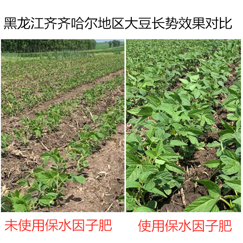 黑龍江齊齊哈爾地區(qū)大豆，使用保水因子肥前后長(zhǎng)勢(shì)效果對(duì)比