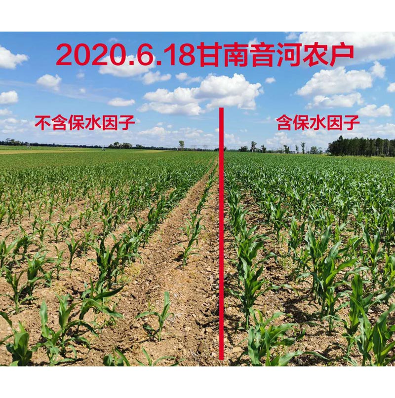 黑龍江齊齊哈爾地區(qū)玉米，使用保水因子肥前后長(zhǎng)勢(shì)效果對(duì)比