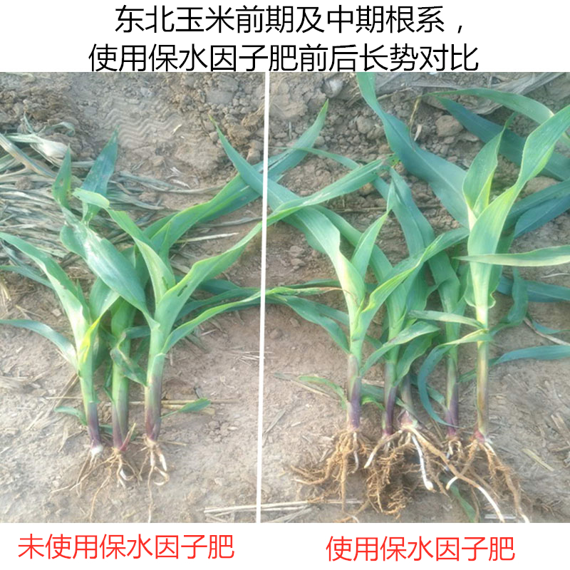 東北玉米前期及中期根系，使用保水因子肥前后長勢(shì)對(duì)比