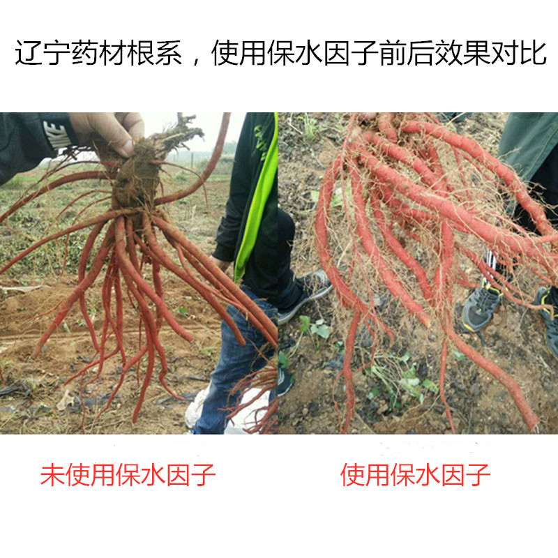 遼寧藥材根系，使用保水因子前后效果對(duì)比