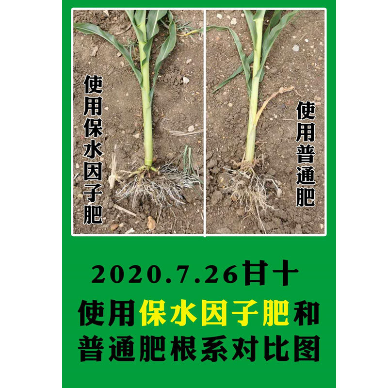 黃瓜苗根系，使用保水因子前后效果對(duì)比