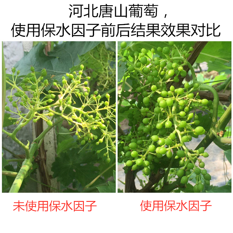 河北唐山葡萄，使用保水因子前后結果效果對比