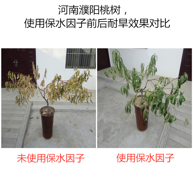 河南濮陽桃樹，使用保水因子前后耐旱效果對比