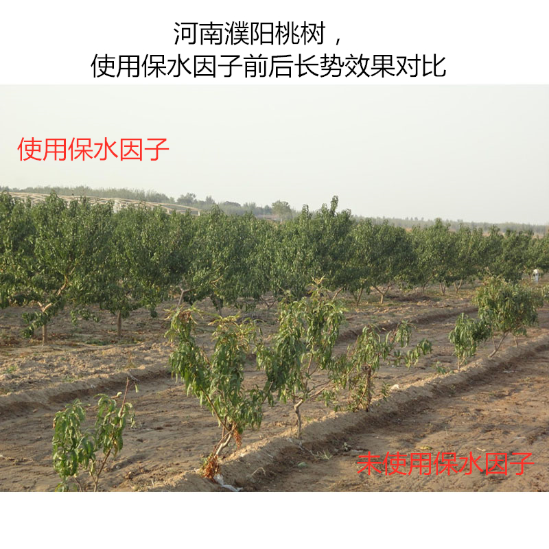 河南濮陽桃樹，使用保水因子前后長勢效果對比