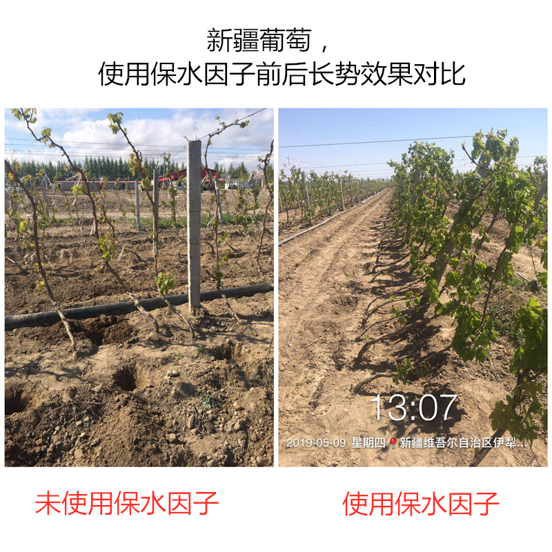 河南濮陽桃樹，使用保水因子前后長勢效果對比