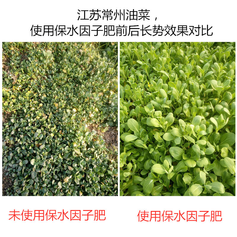 江蘇常州油菜，使用保水因子肥前后長勢效果對比