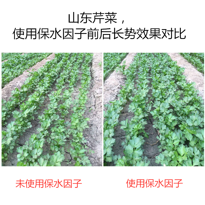 山東芹菜，使用保水因子前后長(zhǎng)勢(shì)效果對(duì)比